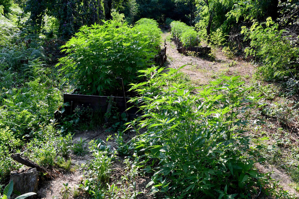 Porodični biznis! Imanje u Čačku ili farma opojnih droga? Dva muškaraca uhapšena - detalji šokiraju