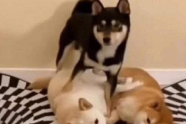 OVA OPTIČKA ILUZIJA JE ZBUNILA SVE LJUBIMCE: Samo su se mačke snašle, pogledajte koliko su pametne, nadmašile sve