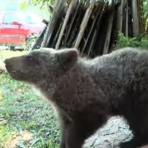 Inspektori oduzeli mladunče medveda, celo Bijelo Polje zabrinuto: Meče neće iz Miletovog naručja "Kako li će samo?"