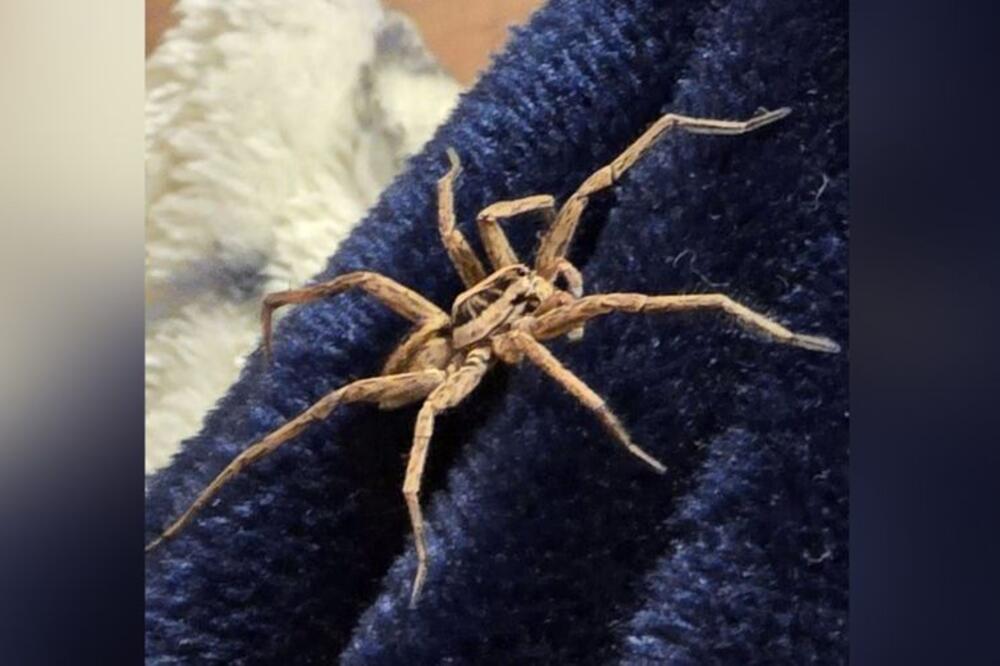 Marija je ušla u kupatilo i umalo se nije onesvestila kada je videla ovu dlakavu zver: Evo gde živi! (FOTO)