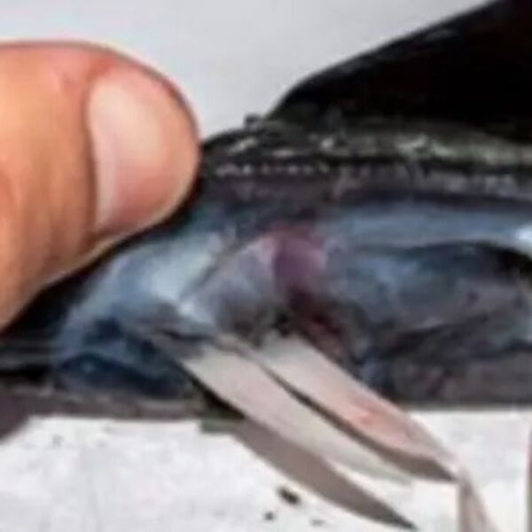 Očnjaci preko tri centimetra, riba kanibal pronađena je ovde: Ovo čudovište izvukli su ribari, kad su je videli...