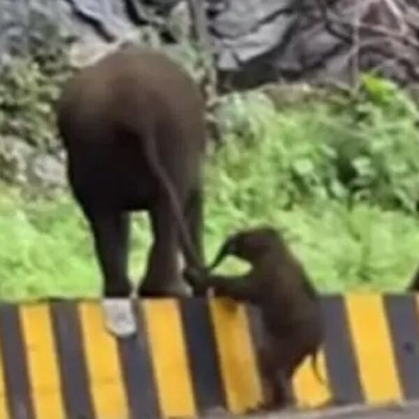 Slonče nije moglo da preskoči ogradu, pa mu je pomogla mama: Istopićete se od slatkoće kad vidite ovu scenu (VIDEO)