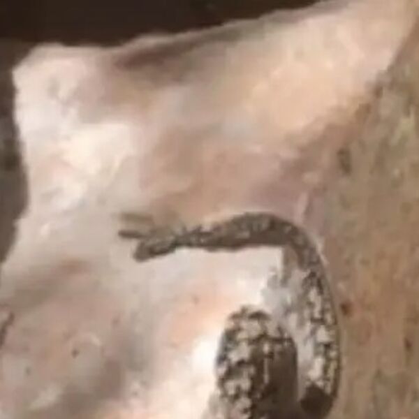 Šetala je, a onda je videla stvorenje od kojeg se umalo nije onesvestila: Sve je snimila, zna li iko šta je ovo