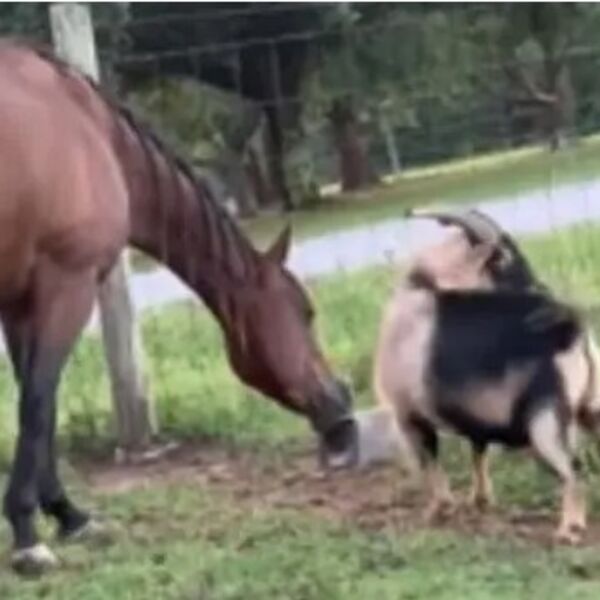 Konj i koza su najbolji prijatelji, a ovaj snimak topi srca: Prizor koji će vam popraviti dan (VIDEO)