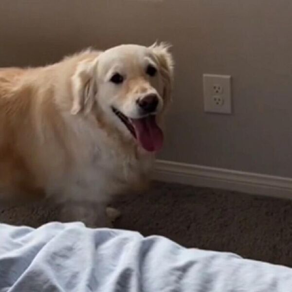 DVA ZLATNA RETRIVERA ZVERSKI NASRĆU JEDAN NA DRUGOG: Kad su videli da ih vlasnica snima uradili ovo i nasmejali sve