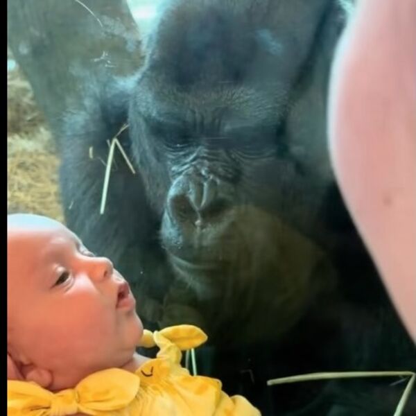 Ispred žene i deteta stvorila se ogromna gorila: Prišla im je, a onda uradila nešto nečuveno, au ljudi (VIDEO)