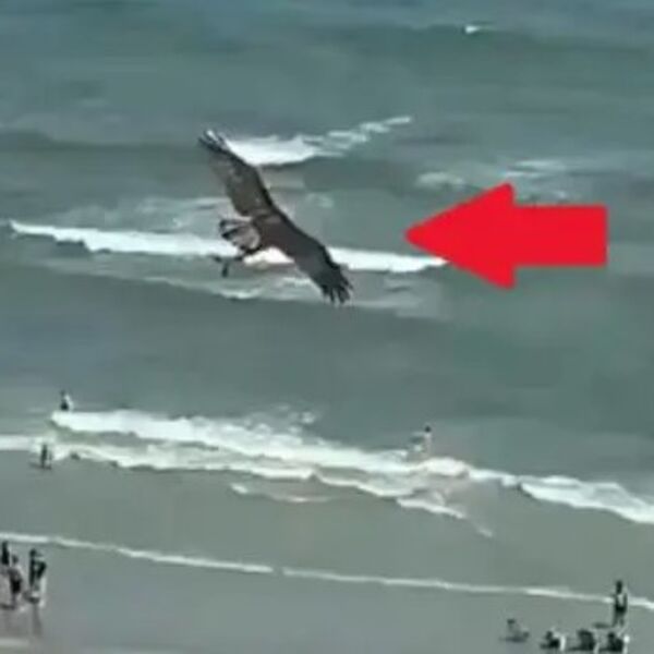 Šokirali se kad su shvatili: Ljudi na plaži u čudu gledali šta ogromni orao nosi u kandžama, nisu ovo očekivali!