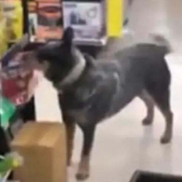 Pas je nonšalntno ušetao u radnju i ukrao ovo: Kamere zabeležile urnebesni trenutak