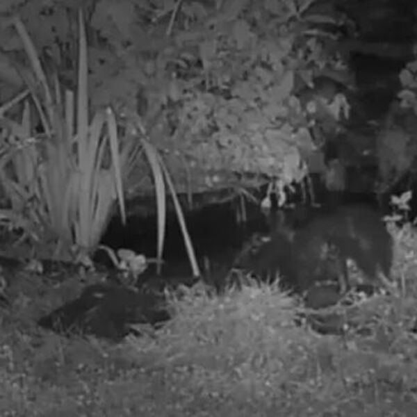 Oposum je prišao tvoru sa leđa, a onda je nastao haos: Kamera sve zabeležila, jedan je izvukao deblji kraj