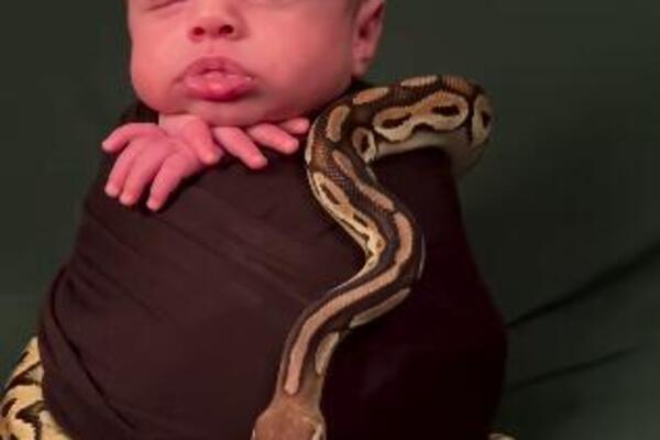 Stavili novorođenoj bebi zmiju oko vrata, njena reakcija obišla svet uzduž i popreko: Ljudi besne i ne veruju VIDEO
