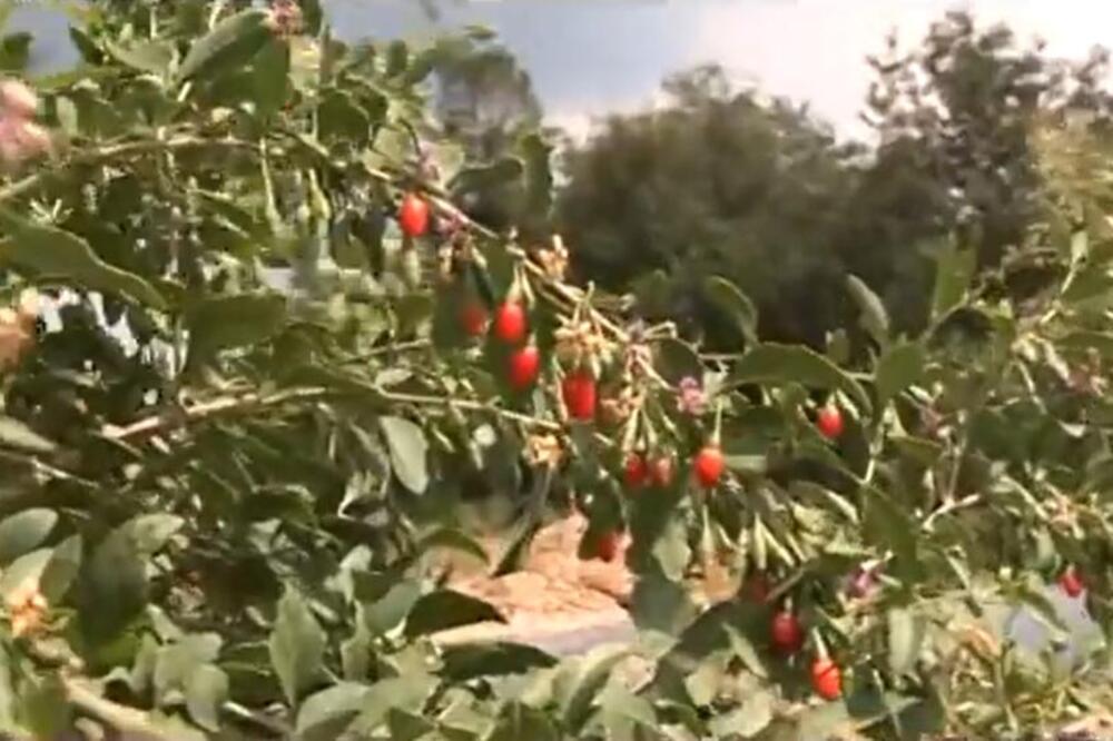 Od uzgoja ove voćke pare samo kapju: Ulaganje se isplati već u prvoj godini