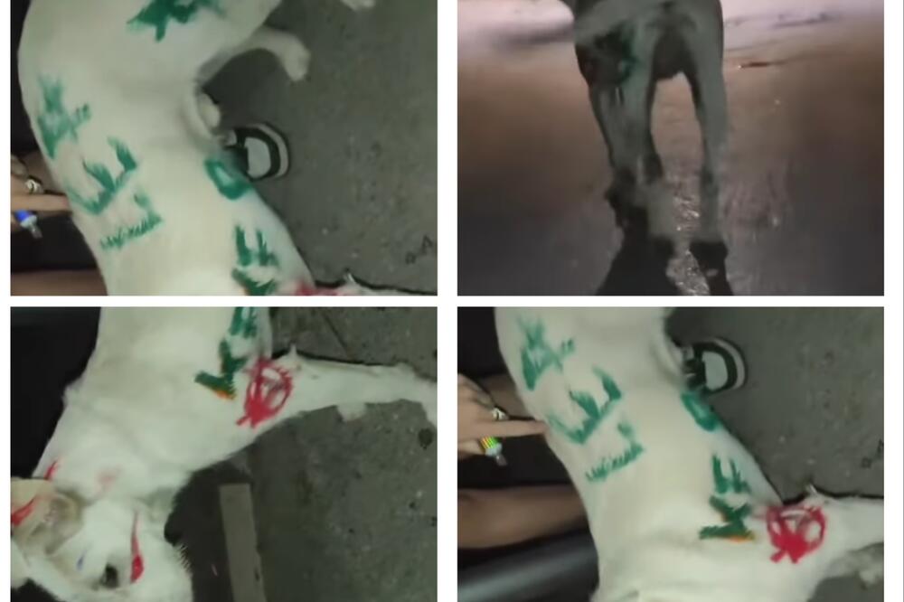 Sram vas bilo! Vandali u Jagodini maltretirali i iživljavali se nad psom: Uradili su mu jezivu stvar! (VIDEO)