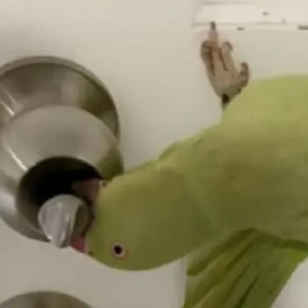 Ovaj papagaj je rođeni lopov, obija brave samo tako: Zbog ovog snimka ljudi plaču od smeha (VIDEO)