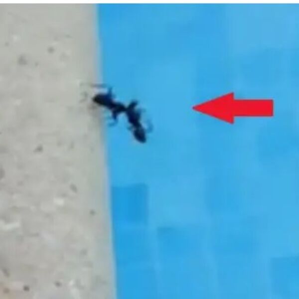 Au, šta radi ovo? Kamera zabeležila mrava psihopatu, uzeo mrtvo telo ove životinje, a onda...(VIDEO)