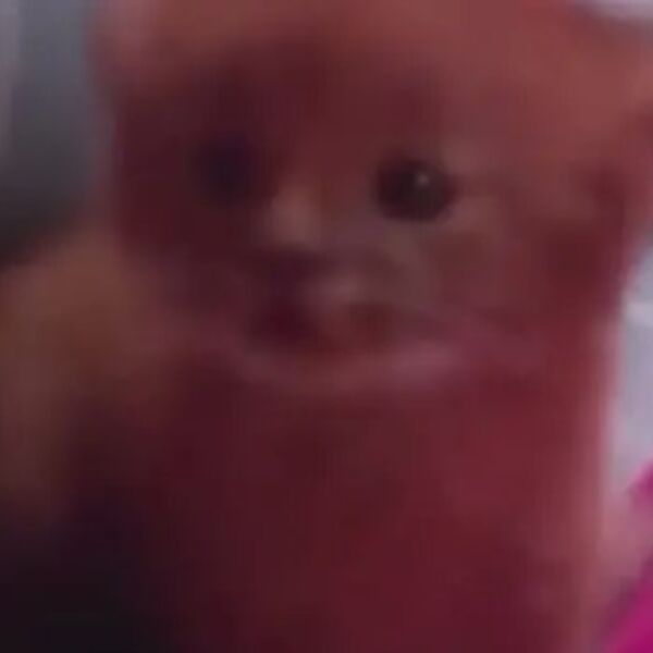 Spasila je mače od smrti, a kad je poraslo nije verovala svojim očima: Ono što je bilo, uopšte nije mačka (VIDEO)