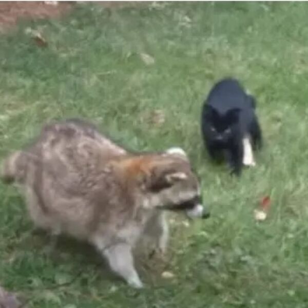 Slepi rakun brine o dva mala crna mačeta: Ovaj snimak će vam popraviti dan, prfeslatko (VIDEO)