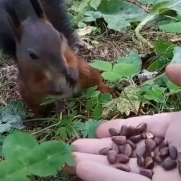 Veverica je jela čoveku iz šake, a onda se desilo nešto jako čudno: Ni nauka ovo ne može da objasni (VIDEO)
