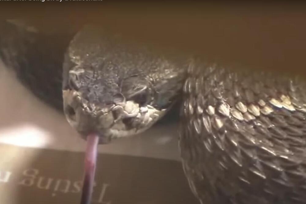 Evo šta prvo da uradite ako vas ujede zmija: Led nikako ne stavljajte na bolno mesto