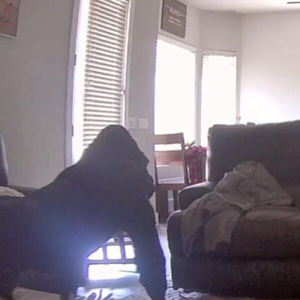 Pogledala bebi-kameru i pretrnula: Pored deteta je videla gorilu, otrčala u sobu, pa se ukopala u mestu od prizora