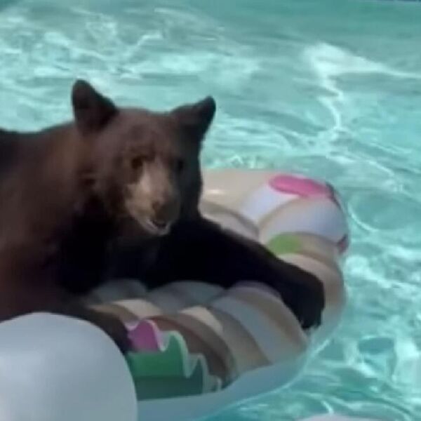 MEDVEDICA PROVALILA U DVORIŠTE I DOČEPALA SE DUŠEKA I BAZENA: Ono što je uradila nasmejalo je ljude do suza