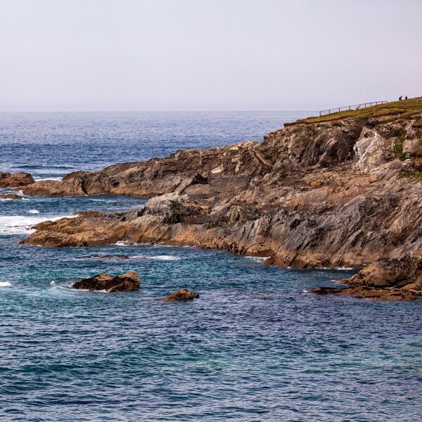 HILJADE OPASNIH STVORENJA PREPLAVILO OBALU: Izdato hitno upozorenje na DŽINOVSKU NEMAN, opasne su, NE DODIRUJTE IH!
