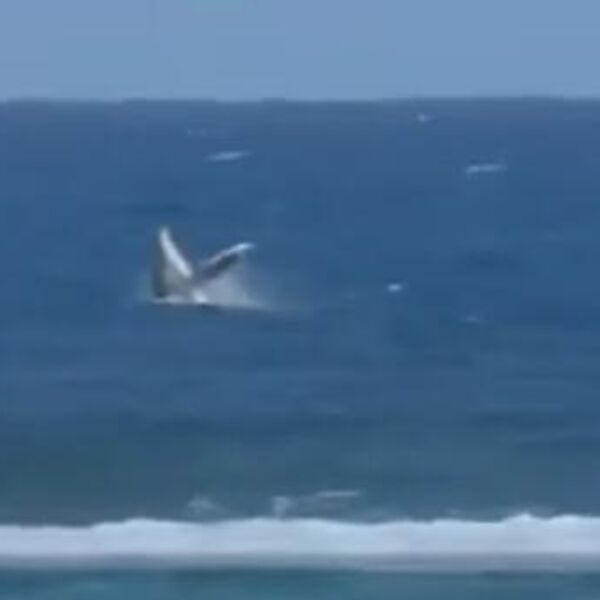 Kit uleteo na Olimpijske igre, najluđi snimak do sad: Ono što je usledilo je za srčku (VIDEO)