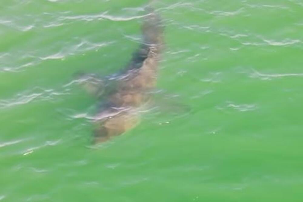 Deca su videla peraje, a onda su počela da vrište! Morska neman prestravila mališane, snimak nije za mlade (VIDEO)