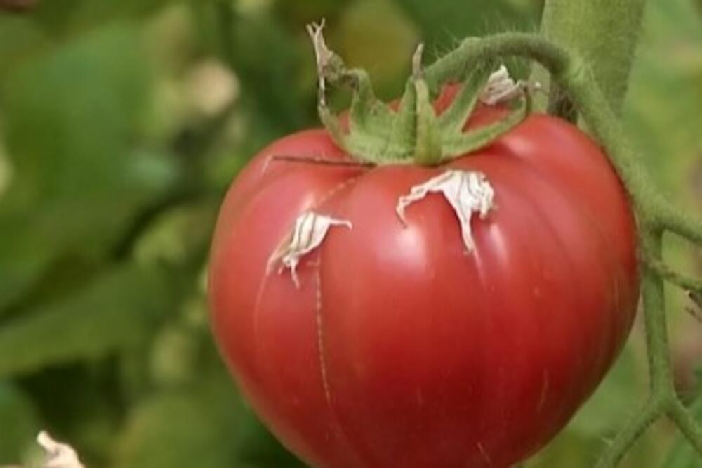 Pospite malo ovog praha oko paradajza i rodiće duplo više, a plodovi će biti krupniji i mesnatiji