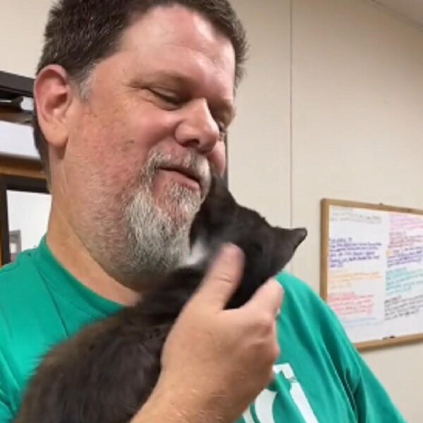 Stručnjak za mačke otkrio kako se pravilno drže u naručju: Ovo niko nije pretpostavio - pravilo zlata vredno