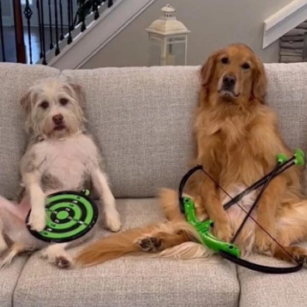 Urnebesni video dva psa koja komotno mogu na Olimpijadu: Gađaju lukom i strelom ko od šale - smejaćete se