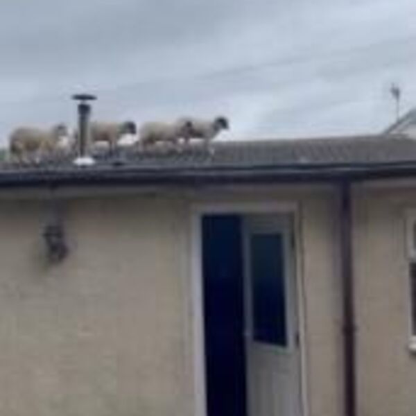 Čula da nešto lupa po krovu, pa otišla da proveri: Kad je pogledala gore, onesvestila se od šoka (VIDEO)