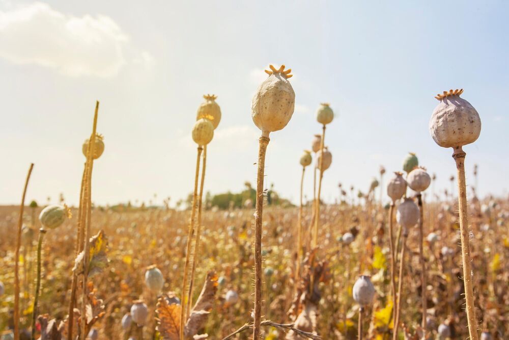 Braća Mirko i Mišo imali odličnu zaradu, sad smanjuju prinose: Ova biljka bila jako ISPLATIVA, a sad je sve STALO!