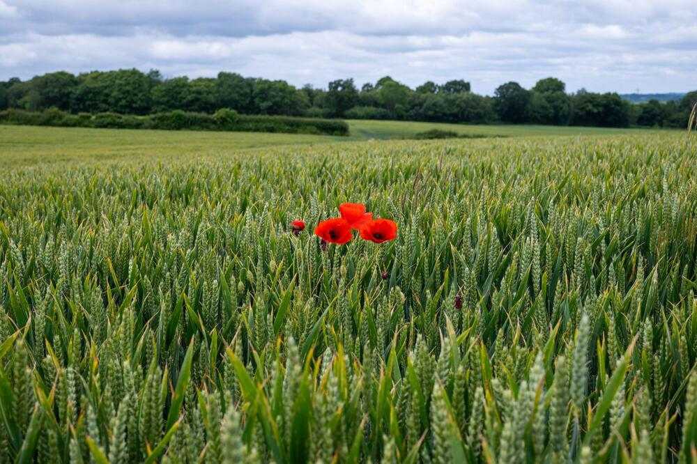 Proizvodnja ove biljke nije teška, a donosi dobru zaradu: Opevana je i u pesmama i ima široku primenu