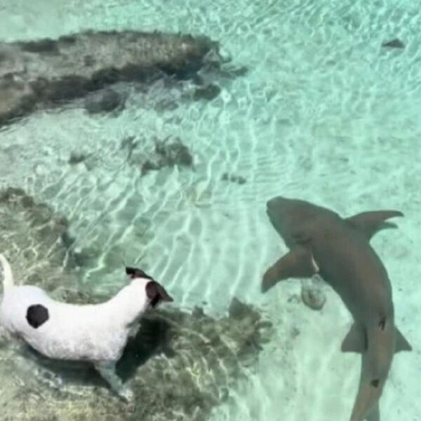 Dirljivi snimak u kome se pas igra sa ajkulom: Ovo neobično prijateljstvo je osvojilo srca ljudi širom planete