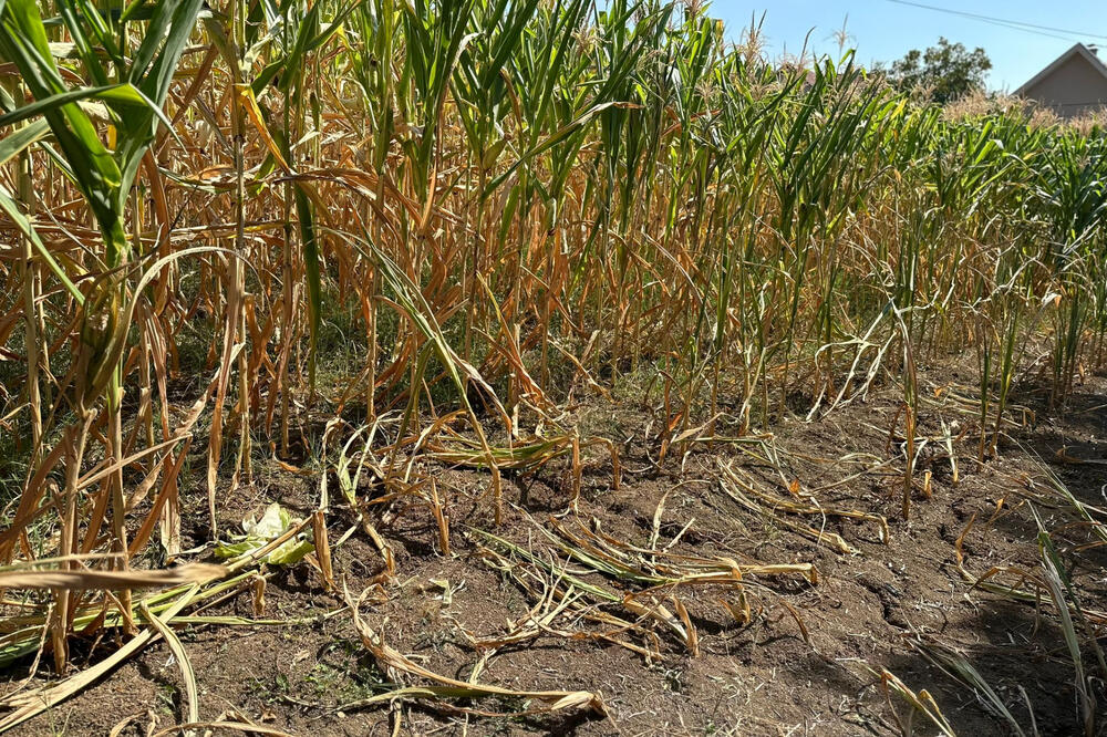 AFERA NA VALJEVSKI NAČIN: Zet i snajka iz iste kuće uhvaćeni intimni u kukuruzu - veći je ŠOK ko ih je špijunirao