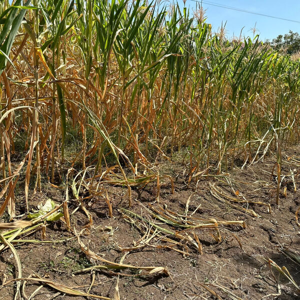 AFERA NA VALJEVSKI NAČIN: Zet i snajka iz iste kuće uhvaćeni intimni u kukuruzu - veći je ŠOK ko ih je špijunirao