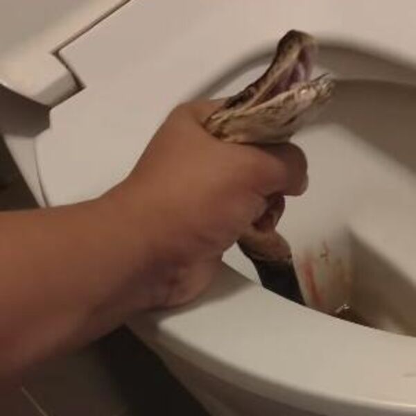 Čoveka ujeo piton na wc šolji, a onda je krenuo krvavi obračun: Kad je završio, krv je bila na sve strane (VIDEO)