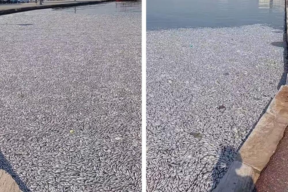 Hiljade mrtvih riba preplavile poznatu plažu! Sablasan prizor iz Grčke, širi se nesnosan smrad (VIDEO)