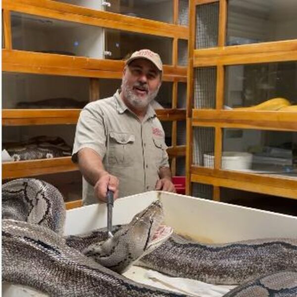 Ogromna zmijuga iskočila iz kutije i poletela pravo u čovekovo lice: Otvorila čeljust, a zubi samo sevali...(VIDEO)