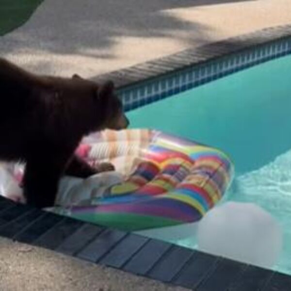 Medvedica nonšalantno ušetala u bazen, popela se na dušek, a onda usledio i hit snimak: Svi u šoku šta je uradila