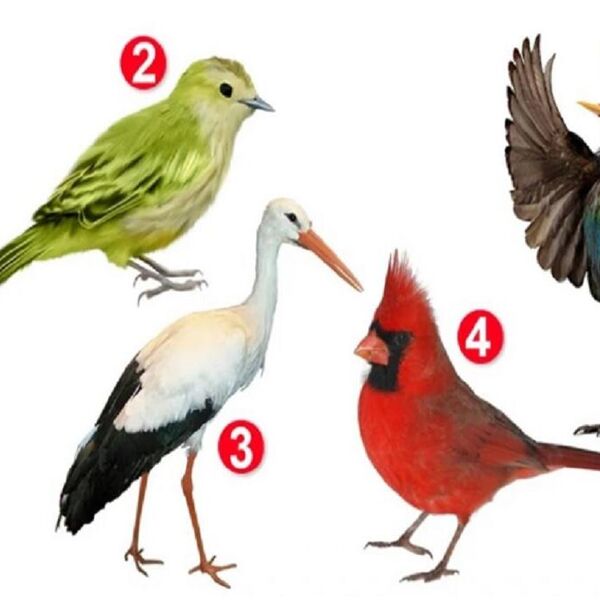 Izaberite jednu pticu sa slike i saznajte sve o svom karakteru: Jedna stvar vas čini neodoljivim i posebnim