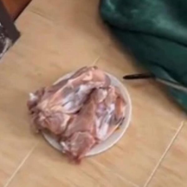 Jezivi snimak u kome kućni ljubimac halapljivo proždire piletinu: Ono što se nalazi ispod ćebeta je sve uplašilo