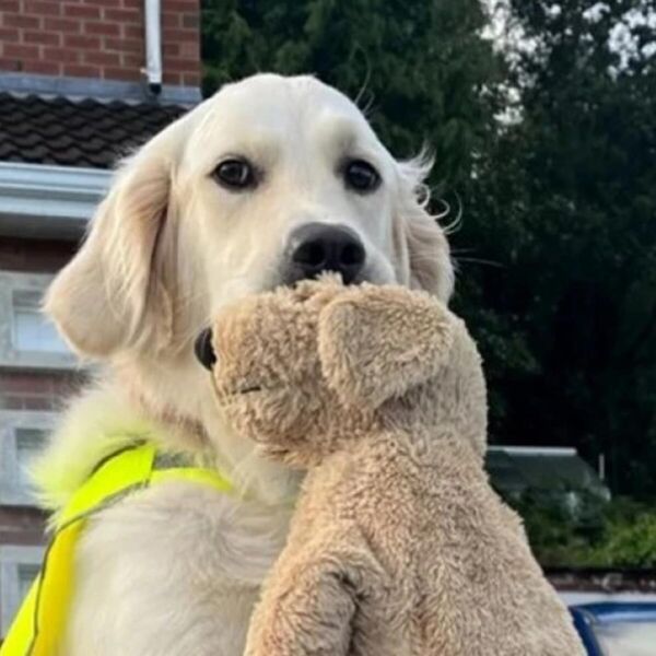 Zlatni retriver jedva čeka petak: Zbog jedne stvari skače od sreće svaki put - raznežio i nasmajao 10 miliona ljudi