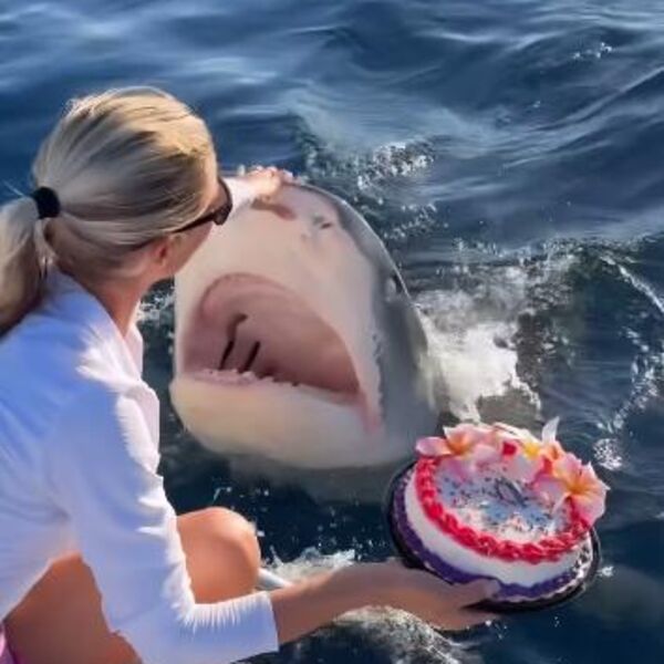 Držala rođendansku tortu, a onda je iz vode iskočilo čudovište: Za dlaku izbegnuto krvoproliće, jeziv snimak VIDEO