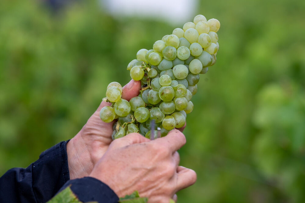 Vinogradi, Grožđe, Vinograd, Vinova loza