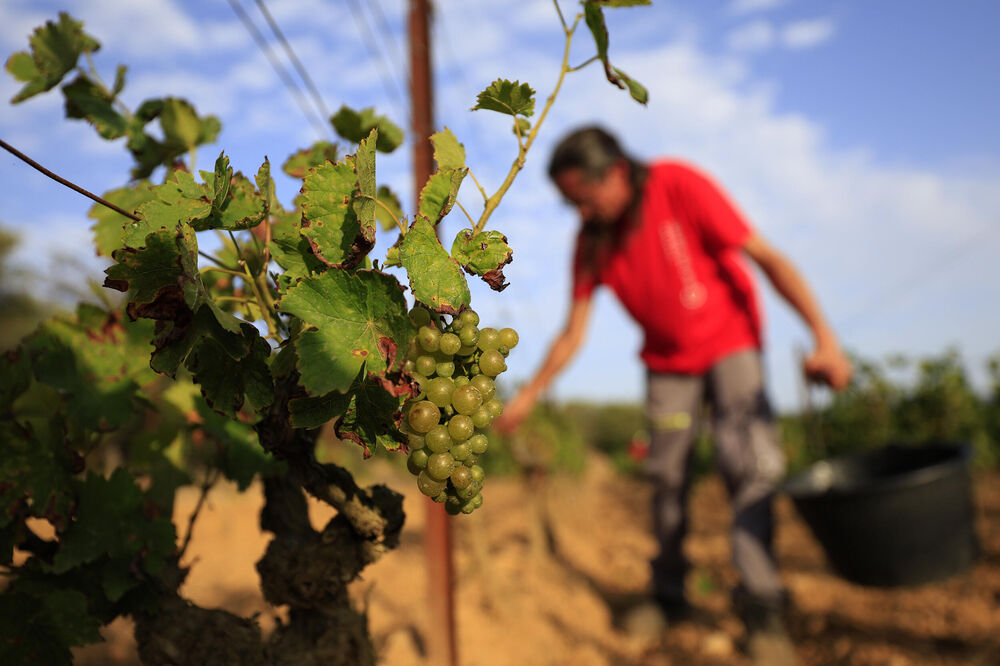 Vinogradi, Grožđe, Vinograd, Vinova loza