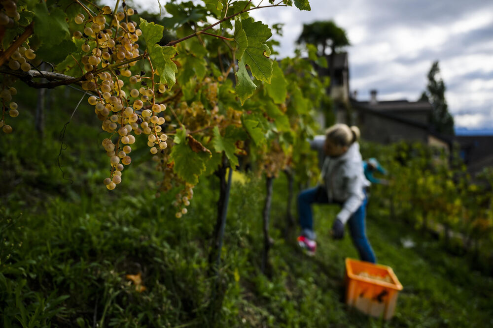 Vinogradi, Grožđe, Vinograd, Vinova loza