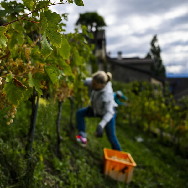 Dnevnica za za ovaj posao je 10.000 dinara, ali gazde muče muku s radnicima: Sve je manje iskusnih, nude i duplo