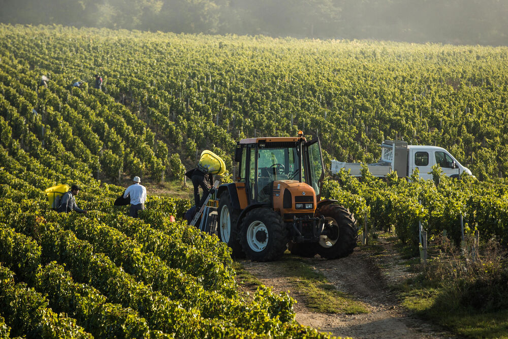 Vinogradi, Grožđe, Vinograd, Vinova loza