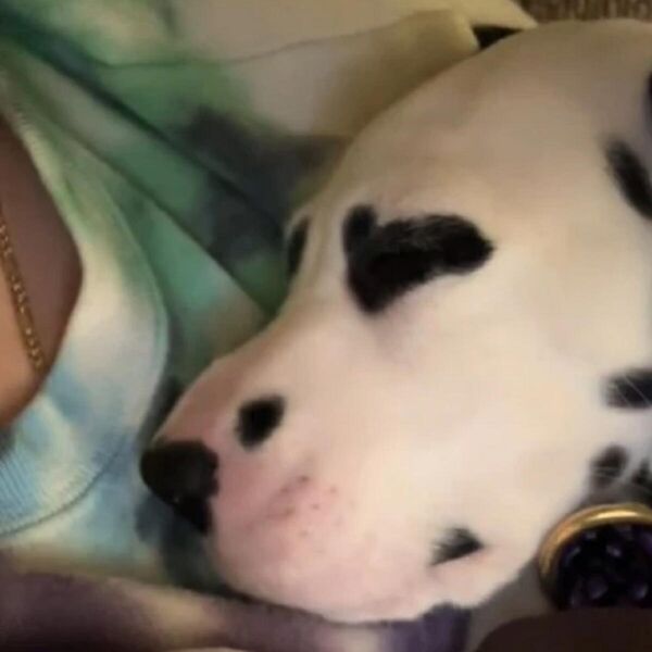 Ovo je pas sa najlepšim očima na svetu: Zbog neobične šare je osvojio srca više od 60 miliona ljudi - pogledajte